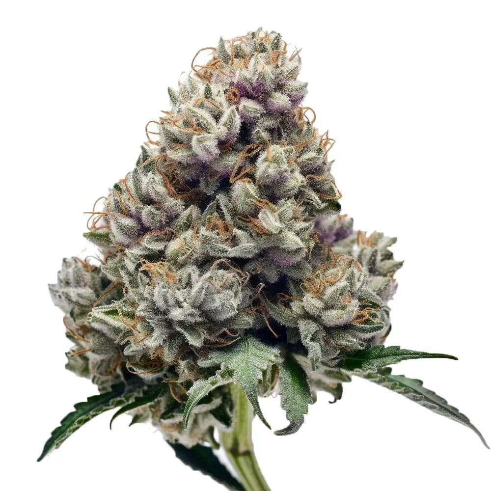 Apple Fritter