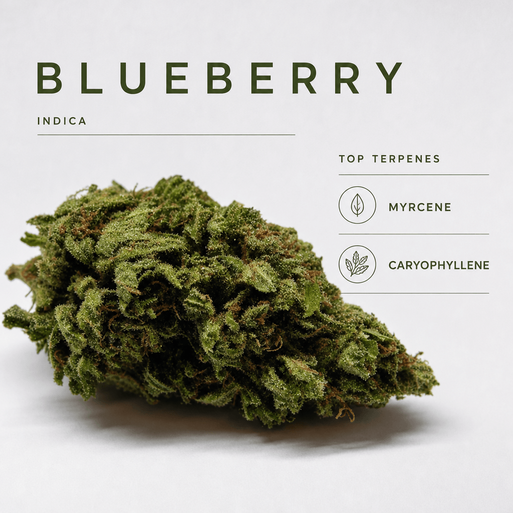 Blueberry — Macro