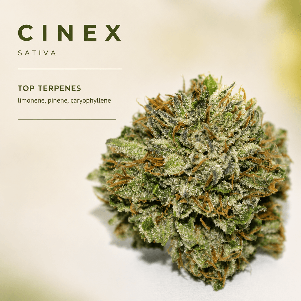 Lifted Meds — Macro