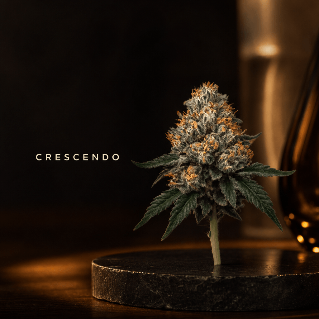 Crescendo — Lifestyle