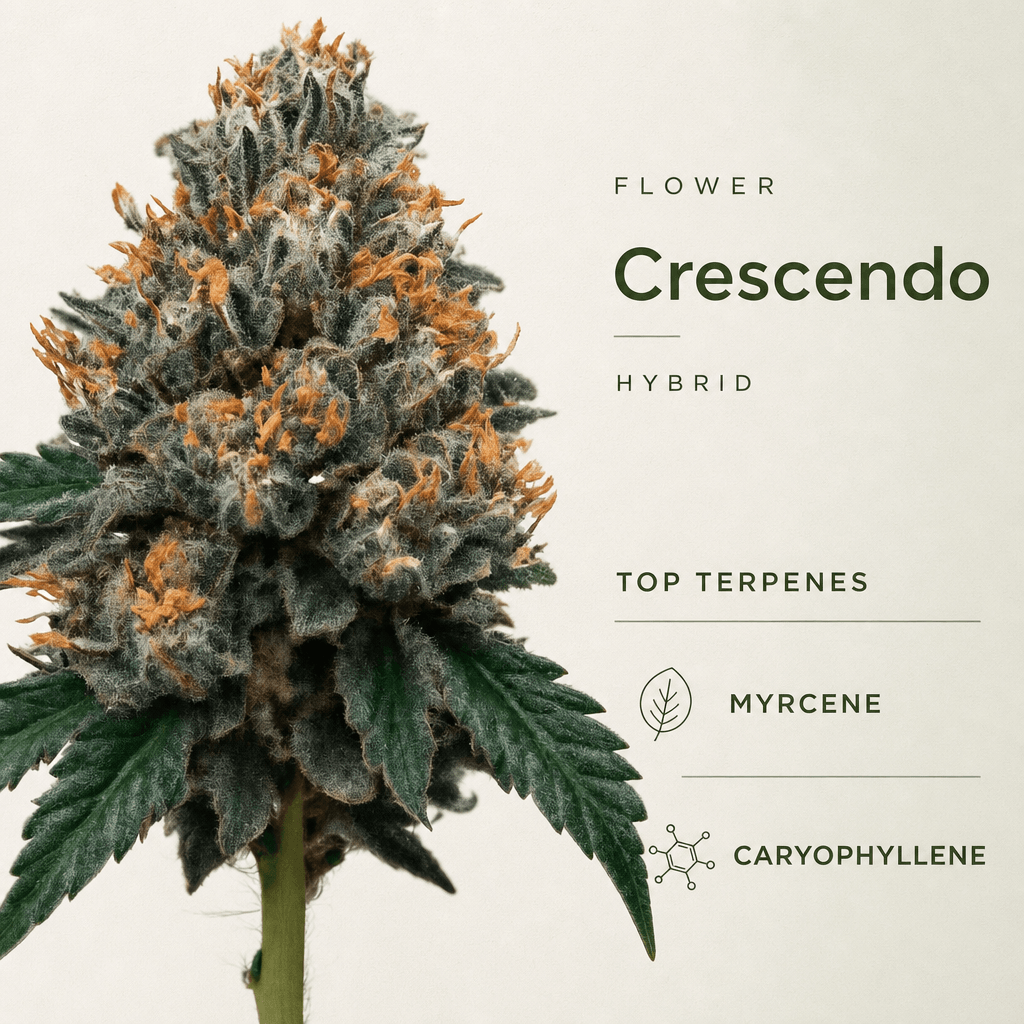 Crescendo — Macro