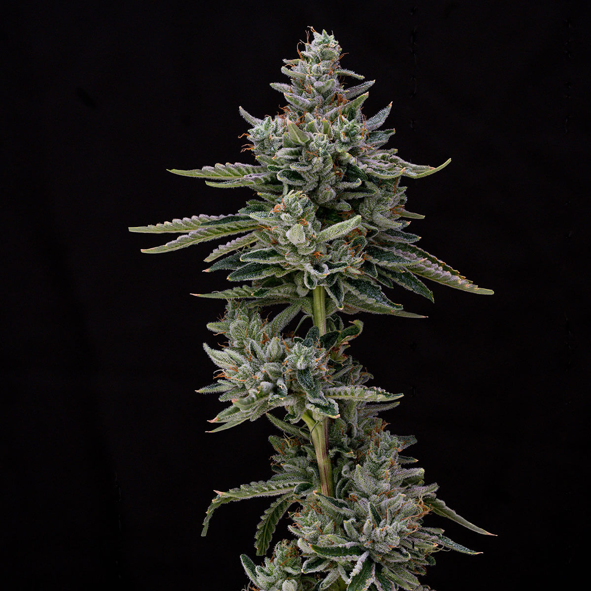 Lifted Sour