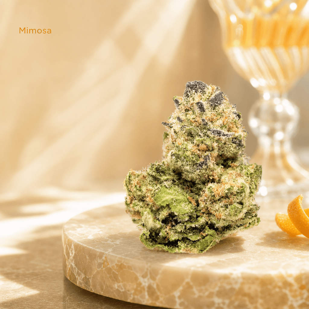 Mimosa — Lifestyle