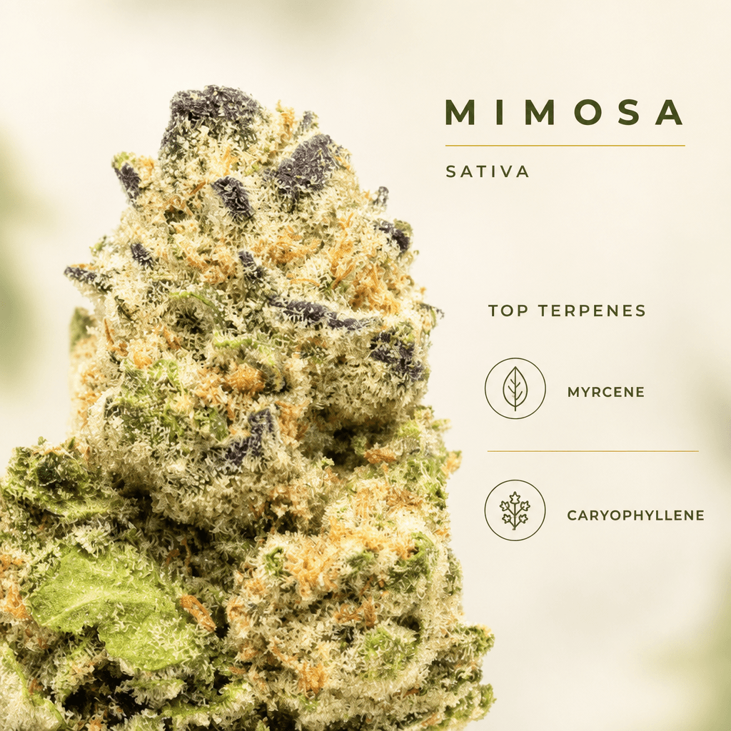 Mimosa — Macro