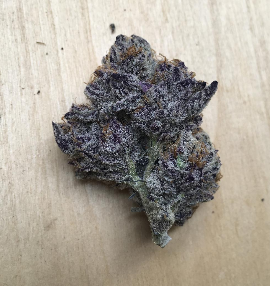 Thug Pug GDP